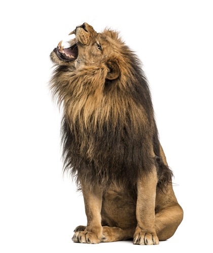 Lion roaring, sitting, Panthera Leo, 10 years old, isolated on white